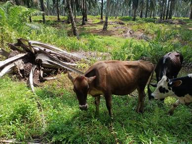 lembu susu