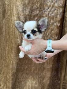Chiwawa