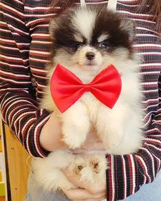 Pomeranian