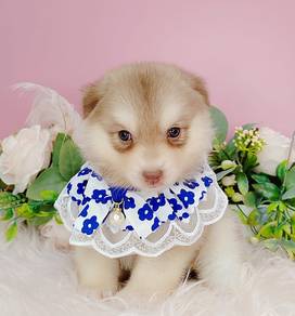 Pomsky