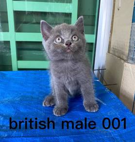 british bsh kitten cat
