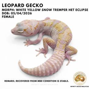 Adoption Leopard Gecko White Yellow Snow Tremper