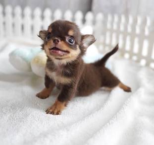 CHIHUAHUA PUPPIES CH292🌷 Head Apple