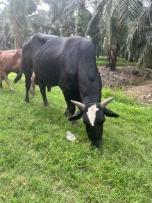 Lembu baka grilando cross breed