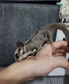 Sugar Glider