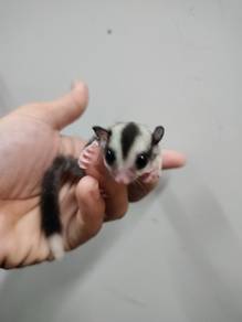 Sugar glider classic grey/ ring tail betina
