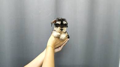 SS6000 Mini Schnauzer black silver #MKA