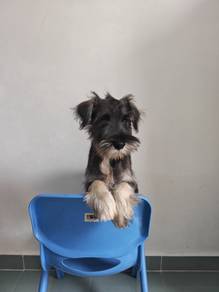Classic! Salt & Pepper Mini Schnauzer 3108A