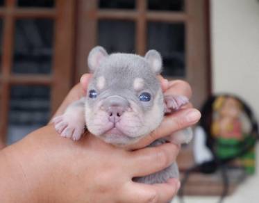 blue eye french bulldog -Boy 
