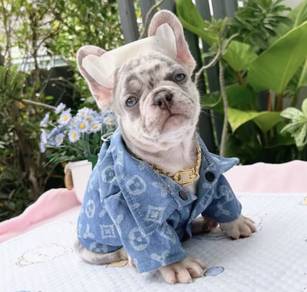FRENCH BULLDOG PUPPIES 🌻VIP89 Boy ~ Girl