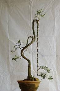 兰屿罗汉松盆栽 - Bonsai Podocarpus