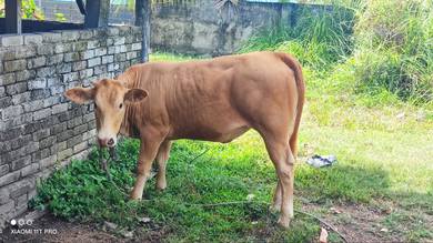 lembu limosin
