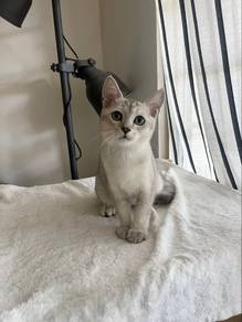 Silver British Shorthair Male Kitten