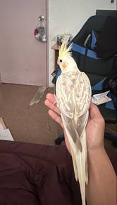 burung kokatiel/cockatiel