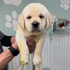 Labrador retriever puppies 