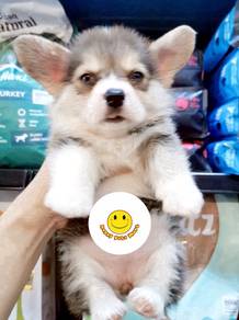 RRx-8822 Tri Color haired Welsh Corgi puppies