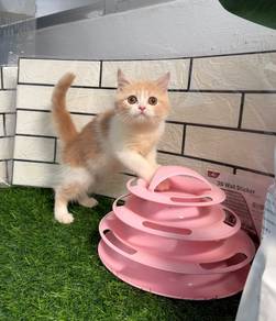 BSH Kucing bicolor