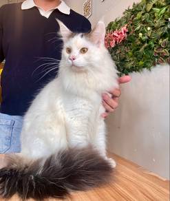 mainecoon maine coon mco male longhair kitten