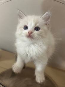 male lynx ragdoll