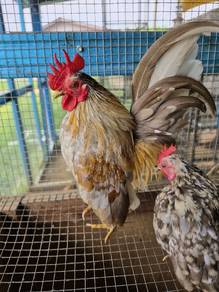 ayam serama sepase