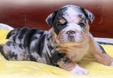 ENGLISH BULLDOG PUPPIES Female C057