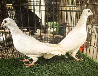 Burung Merpati Racing Homer Putih