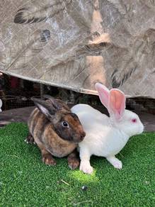 Arnab Rabbit Minirex Sepasang
