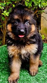 GERMAN SHEPHERD PUPPIES GSD73 Good structure Boy
