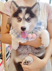 Husky