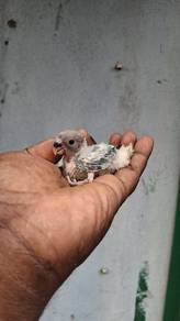 Burung love