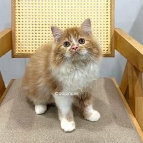 persian kitten
