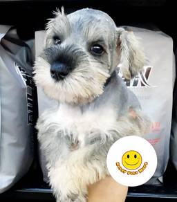 SC6611 Mini Schnauzer salt pepper #MKA registered