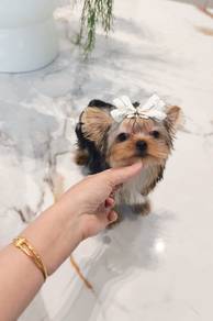 Teacup Yorkshire Terrier
