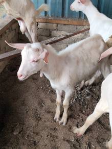 Anak kambing jate susu