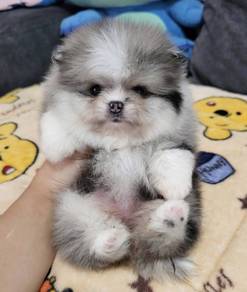 POMERANIAN PUPPIES A131 🌻 Available Male