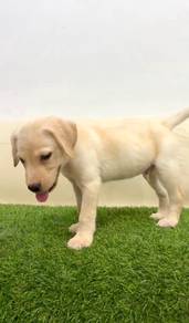 Labrador retriever mka