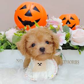 Poodle
