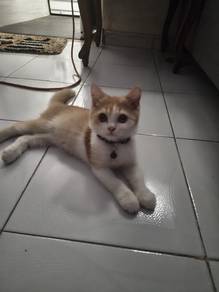 BSH mix male