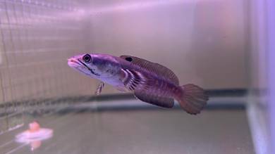 Ikan Channa Fish Blue Pulchra 4 inch (BP1-2)