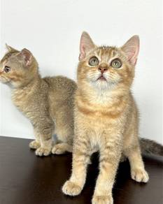 BSH Golden NY11 x Scotish