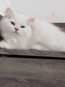 White kitten