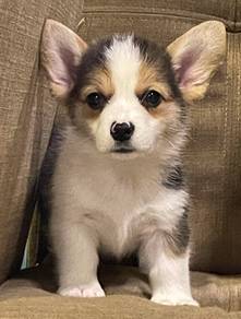 CORGI PUPPIES C193 🌻 Tri Color Female