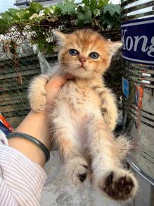 British short hair kitten