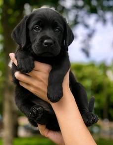 black Labrador…