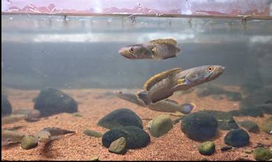 Snakehead Fish (Chana limbata)