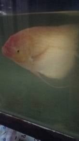 Ikan sepat jawa