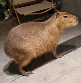 Capybara