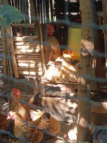 ayam serama
