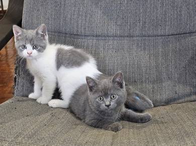 Bsh kitten