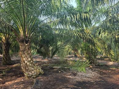 Agricultural Land in Pontian, JHR